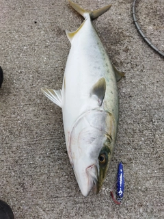 メジロの釣果