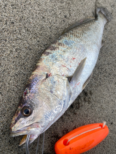 ニベの釣果