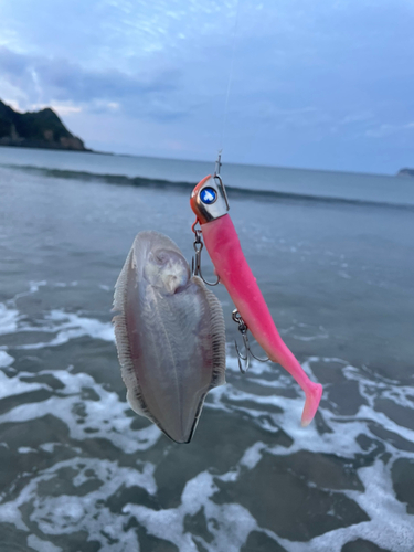 シタビラメの釣果