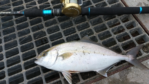 ショゴの釣果