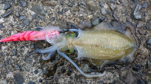 アオリイカの釣果