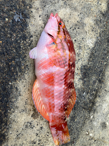 アカササノハベラの釣果