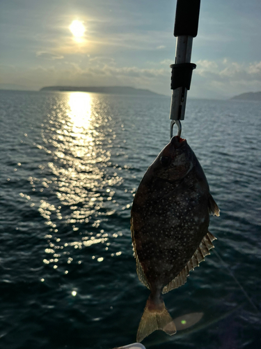 バリの釣果