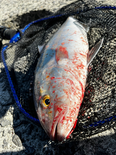 ネリゴの釣果