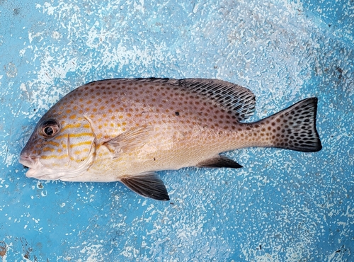 コロダイの釣果