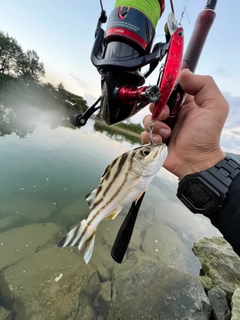 コトヒキの釣果