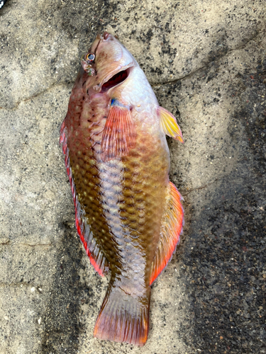 アカササノハベラの釣果