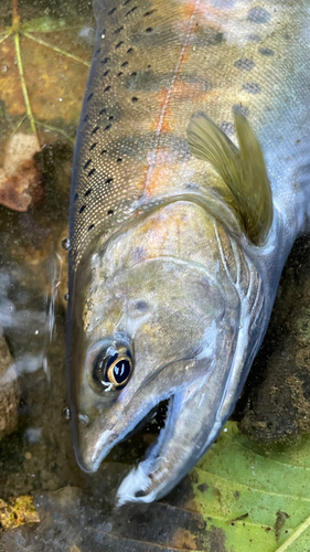 ヤマメの釣果