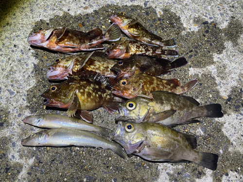 カサゴの釣果