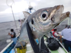 マアジの釣果