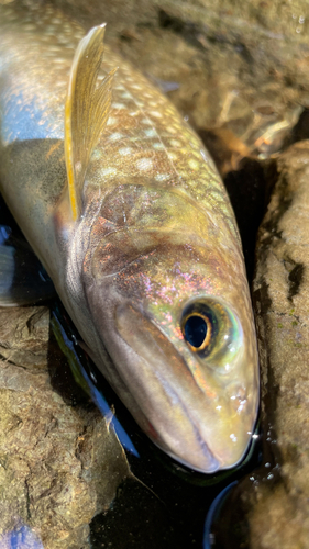 イワナの釣果