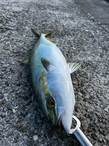 ハマチの釣果