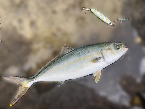 ワカシの釣果