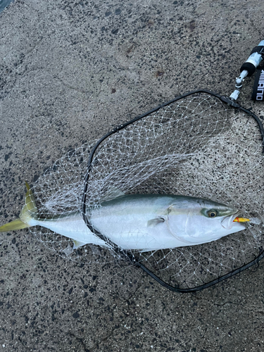 ハマチの釣果