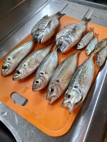 アジの釣果