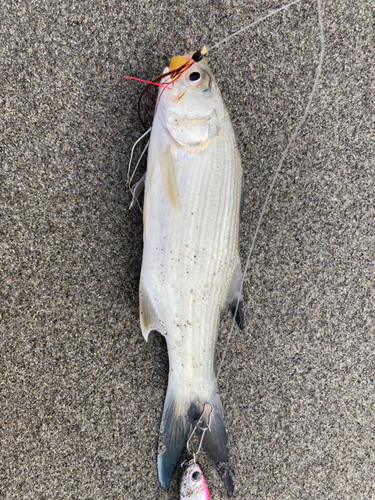 ツバメコノシロの釣果