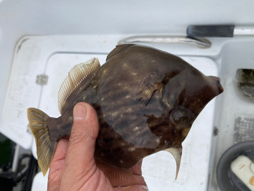 カワハギの釣果