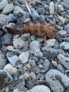 オオモンハタの釣果