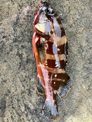 アカハタの釣果