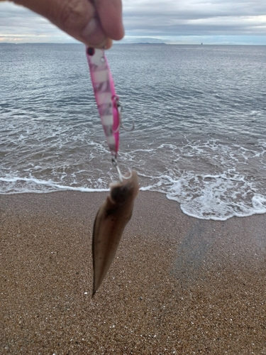 シタビラメの釣果