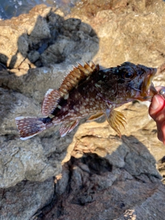 アラカブの釣果