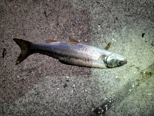 ウグイの釣果