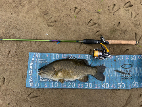 スモールマウスバスの釣果