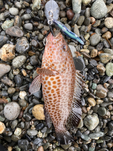 オオモンハタの釣果