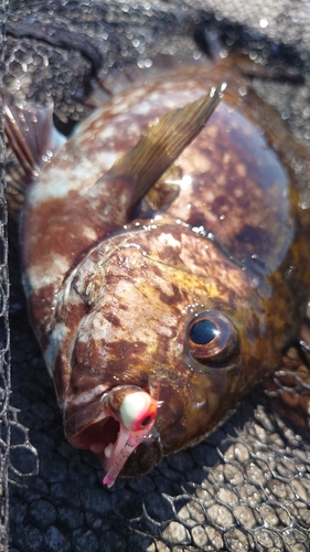 アイゴの釣果