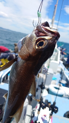 クロムツの釣果