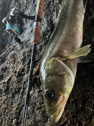 マルスズキの釣果