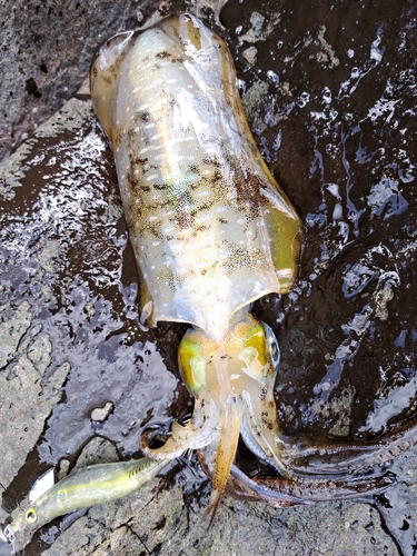 アオリイカの釣果