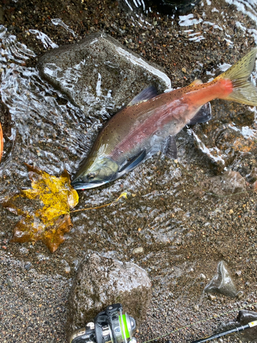 ヒメマスの釣果