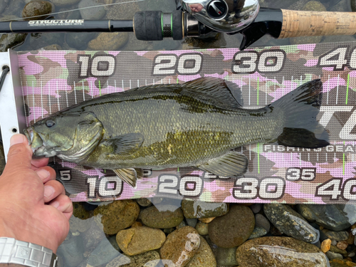 スモールマウスバスの釣果