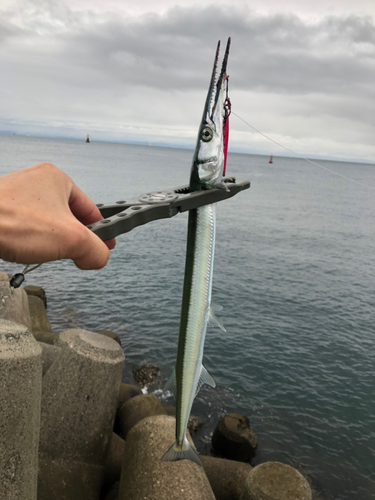 ダツの釣果