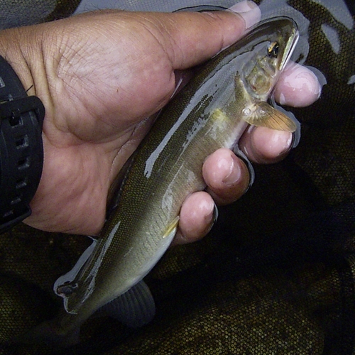 アユの釣果