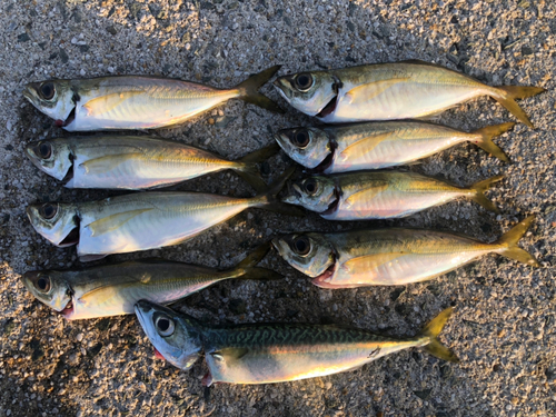 サバの釣果