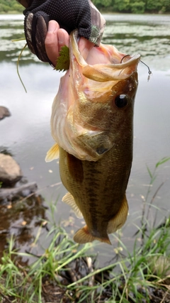 ラージマウスバスの釣果