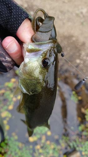 ラージマウスバスの釣果