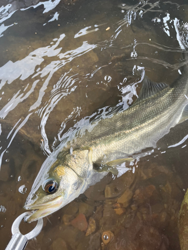 スズキの釣果