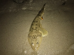 マゴチの釣果