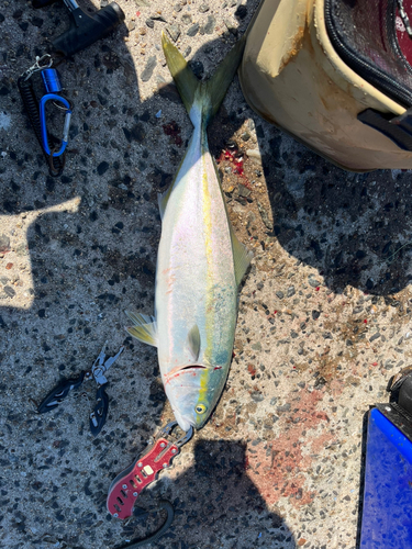 イナダの釣果