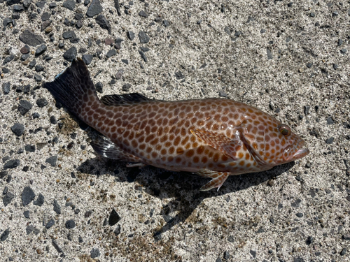 オオモンハタの釣果