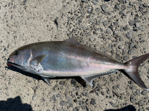 カンパチの釣果