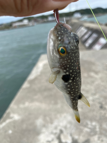 クサフグの釣果