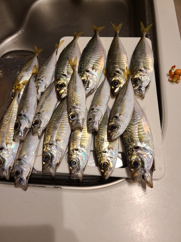 アジの釣果