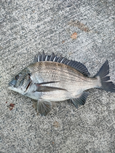 クロダイの釣果