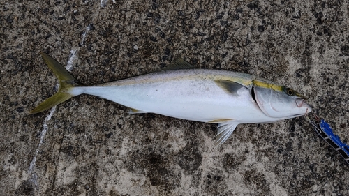 メジロの釣果