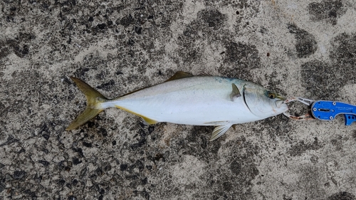 ハマチの釣果