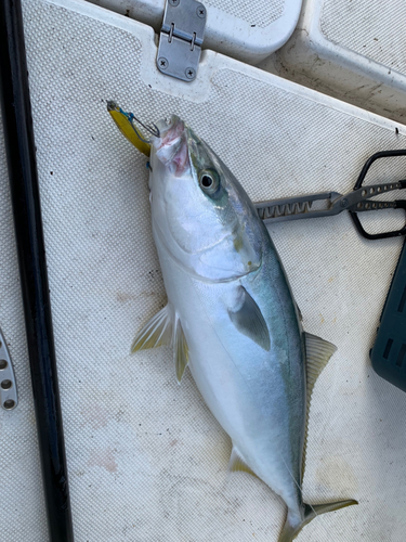 ワラサの釣果